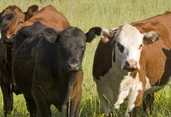 Cows in field - Ag Insurance from BankWest