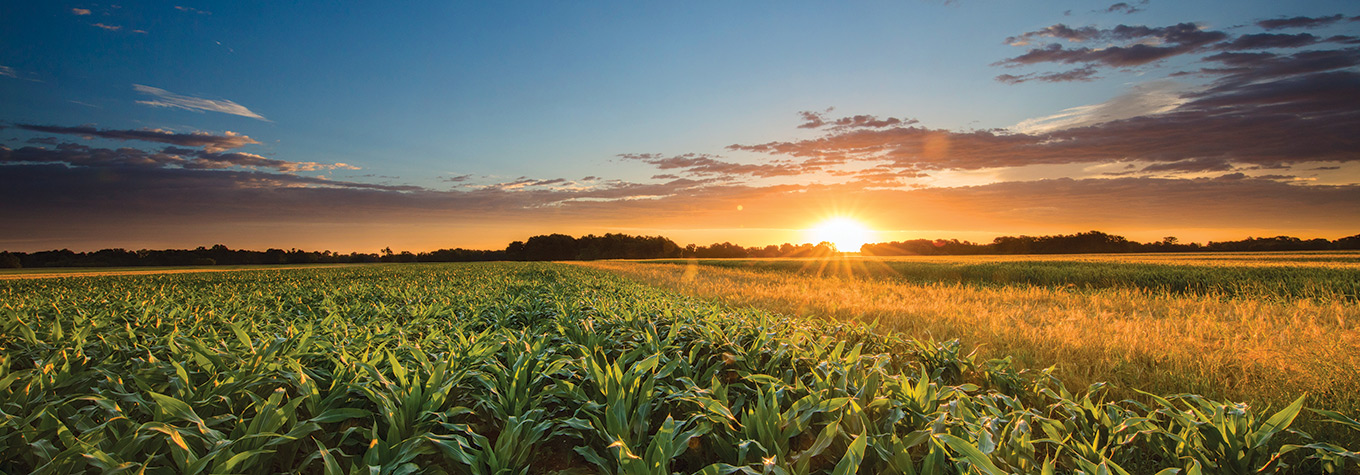 Sunset over corn field.